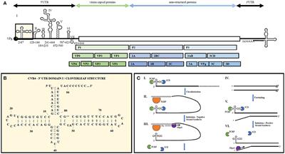 The Enterovirus Theory of Disease Etiology in Myalgic Encephalomyelitis/Chronic Fatigue Syndrome: A Critical Review